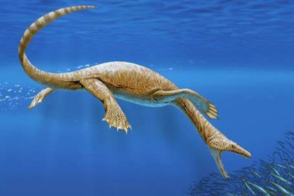 幻龙:鳍龙类爬行动物(最小仅36厘米/最大可达6米)