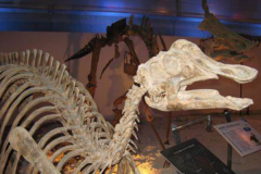 日本龙:大型植食恐龙(长7.6米/日本发现的首个恐龙)