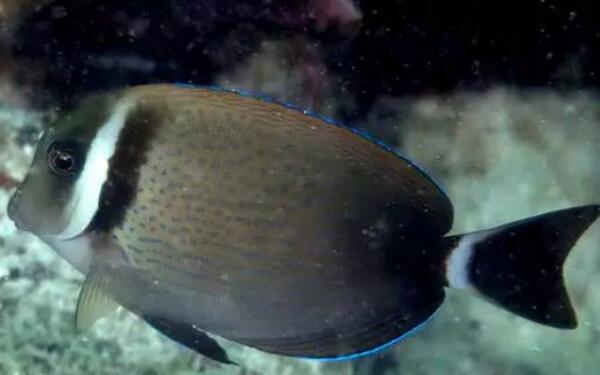 白颊刺尾鱼：世界上最萌的鱼（眼睛大大的呆萌可爱）