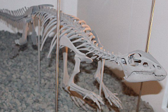 南方棱齿龙:南美唯一一种棱齿龙科(长1.5米/缺乏颅骨)