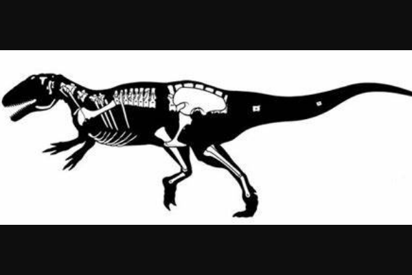 齿河盗龙:南美大型恐龙(长7米/生于白垩纪末期)