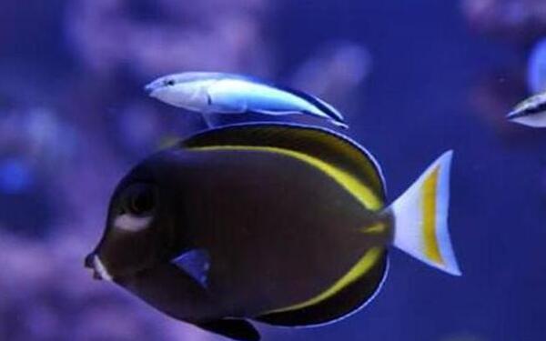 白面刺尾鱼：世界上色彩最艳丽的观赏鱼（六种颜色组成）