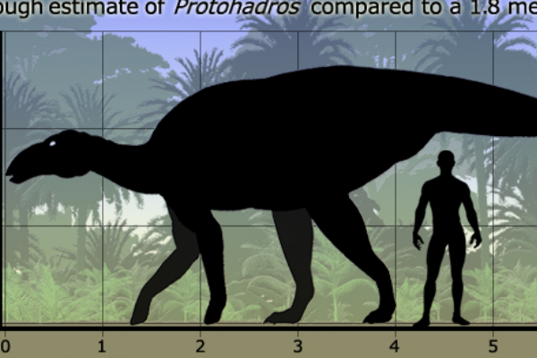 始鸭嘴龙:最古老的鸭嘴龙类(长6米/生于9500万年前)