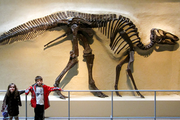 始鸭嘴龙:最古老的鸭嘴龙类(长6米/生于9500万年前)