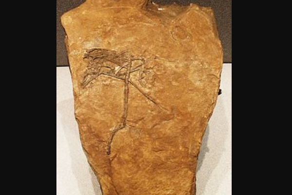 蓓天翼龙:最原始的翼龙目(长60厘米/出土于意大利)