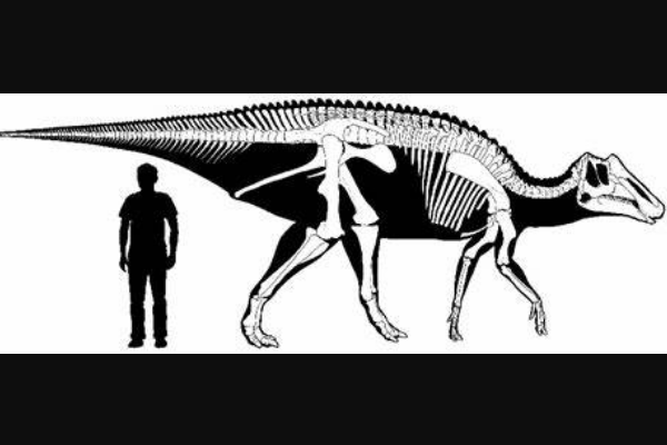 原栉龙:北美大型恐龙(长8米/长有低矮三角形冠饰)