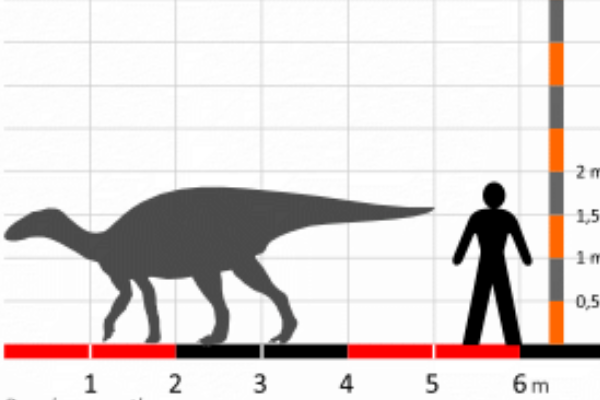鸭颌龙:蒙古小型恐龙(长4米/仅出土一块齿骨碎片)