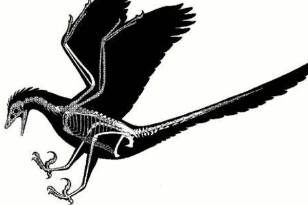 胁空鸟龙:非洲小型恐龙(最小0.3米/前肢有力会飞行)