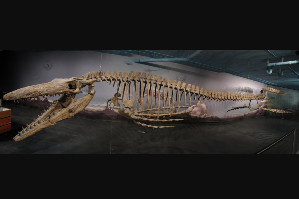 海王龙:远古大型海洋生物(长17米/尾巴占到一半长)