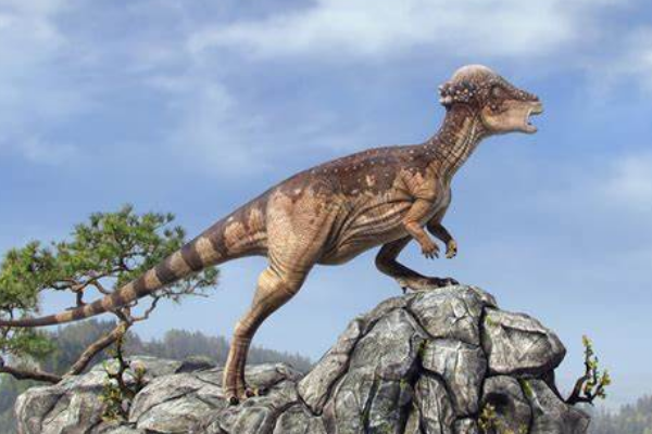 肿头龙:北美中型恐龙(长5米/头顶长23厘米厚骨板)