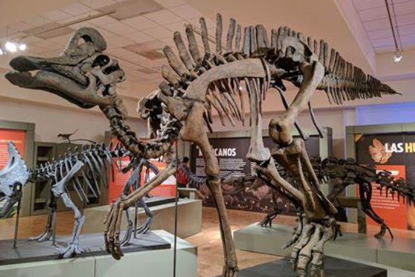 布拉西龙:西班牙小型恐龙(长4-5米/长有突出冠饰)