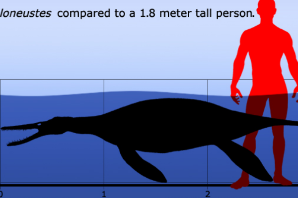 泥泳龙:小型上龙科生物(长3米/脖子短粗/速游能手)