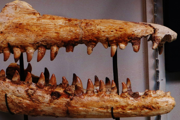 倾齿龙:巨型沧龙科动物(超过14米长/以2.9米海龟为食)