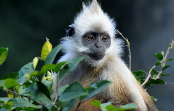 白头叶猴：世界上最稀有的猴子（中国仅剩800多只）