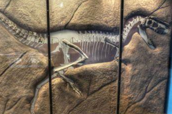 虐龙:北美大型暴龙类(长9米/牙齿多达64颗)