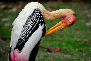 白头鹮鹳：世界上姿态最优美的鸟（国家二级保护动物）