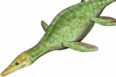 泥泳龙:小型上龙科生物(长3米/脖子短粗/速游能手)