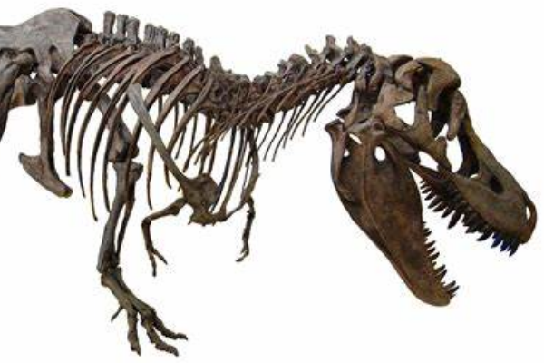 喀左中国暴龙:目前最大的早白垩纪暴龙类化石(长10米)