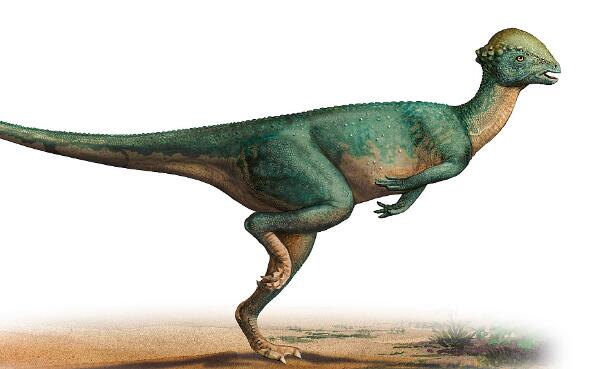 剑角龙：北美洲小型食草恐龙（体长2米/会使用铁头功）