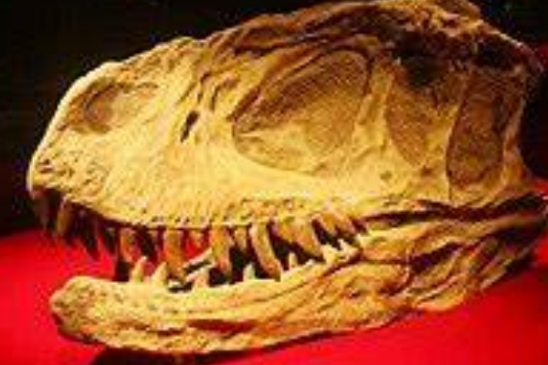 上游永川龙:重庆大型恐龙(长11米/最完整肉食龙化石)