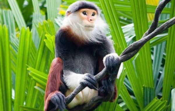 白臀叶猴：世界上最奇特的猴子（屁股有三角形白斑）