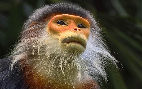 白臀叶猴：世界上最奇特的猴子（屁股有三角形白斑）