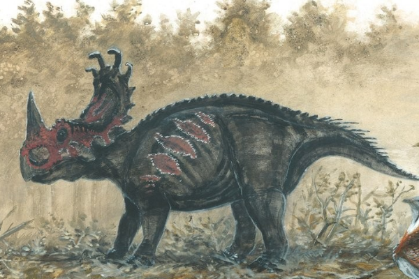 中国角龙:山东大型恐龙(长7米/颈盾似皇冠)
