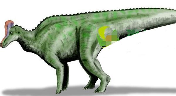 威拉弗龙：北美洲大型食草恐龙（长10米/7000万年前）
