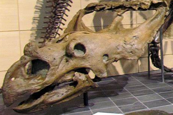 迷乱角龙:北美中型恐龙(长5米/拥有平坦的方形颈盾)