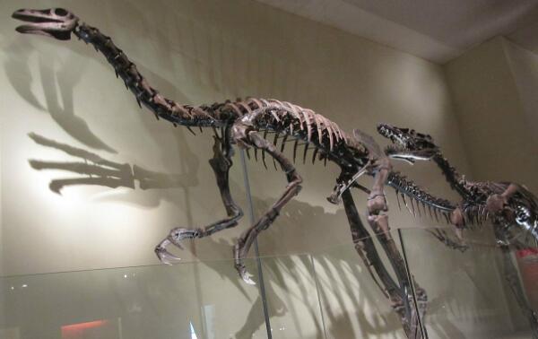 北山龙：甘肃大型食草恐龙（长8米/距今1亿年前）