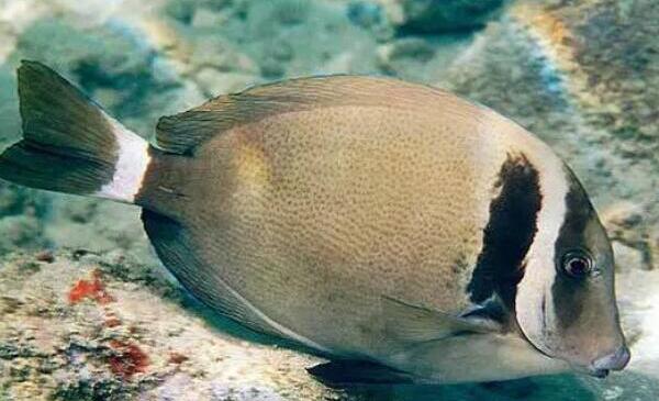 白胸刺尾鱼：世界上最亮眼的观赏鱼（色彩鲜艳非常刺眼）