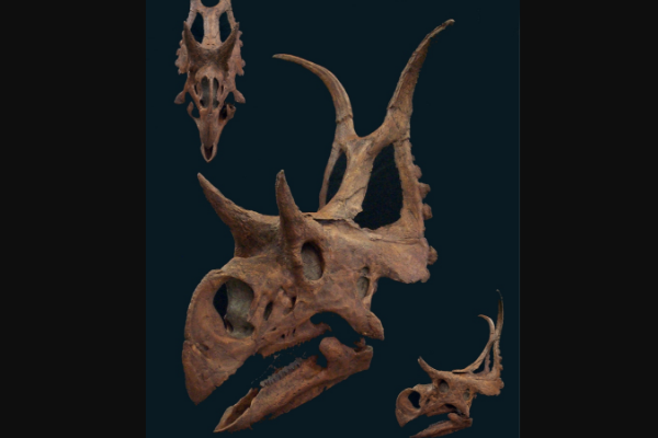 恶魔角龙:北美小型角龙类(长3米/颅骨占62厘米)