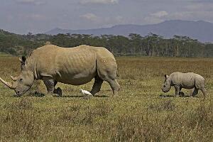 白犀牛：世界上最大的犀牛（北部白犀牛仅剩两头雌性）