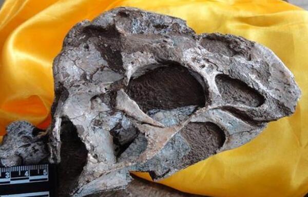 泥潭通天龙：2016年发现的新恐龙（长2米/中国江西出土）
