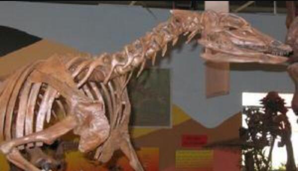 奇异龙：北美洲小型食草恐龙（长3.5米/距今6500万年前）