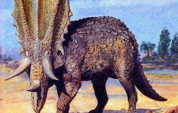 开角龙：北美洲大型食草恐龙（长8米/距今7000万年前）