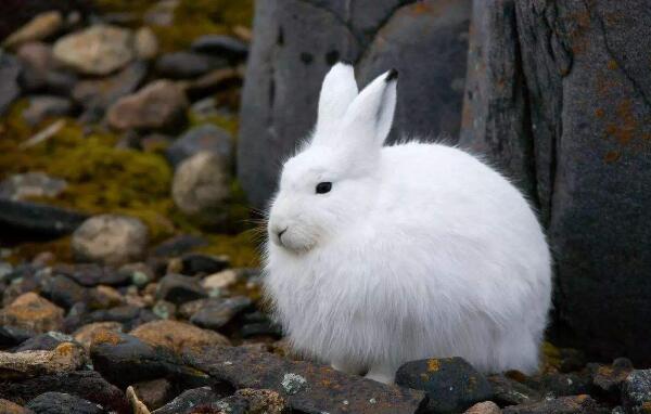 白靴兔：世界上最会变色的兔子（夏天褐色冬天变白色）