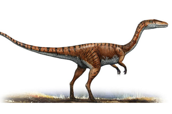 虚形龙:北美小型恐龙(长2-3米/骨骼中空/健跑能手)