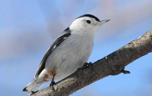 白胸鳾：世界上唯一能头向下爬树的鸟（北美洲小型燕雀）