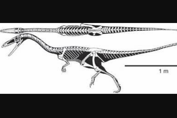 翼椎龙:德国小型恐龙(长2米/仅发掘一块脊椎骨)