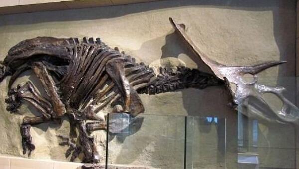 准角龙：加拿大大型食草恐龙（长6米/距今7000万年前）