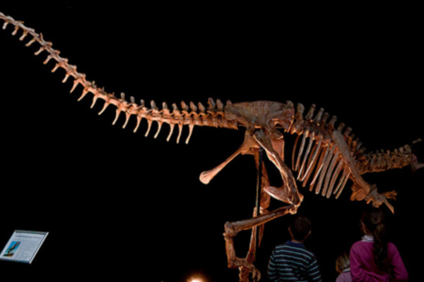 古齿龙:非洲超巨型恐龙(长13米/马达加斯加出土)