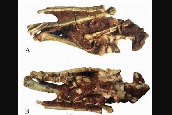 张氏西峡爪龙:最原始的单爪龙类(仅50厘米/喜欢食蚁)