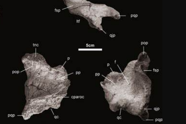 阿克猎龙:欧洲中型角鼻龙类(长6米/于普罗旺斯出土)