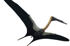 北票翼龙:中国小型翼龙类(翼展1米/仅长55厘米)