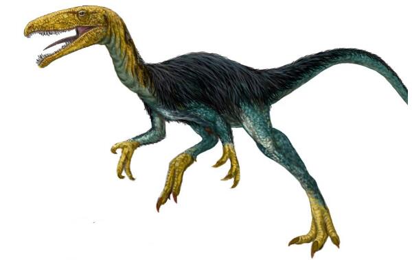 速龙：最聪明的小型食肉恐龙（长1米/距今8300万年前）