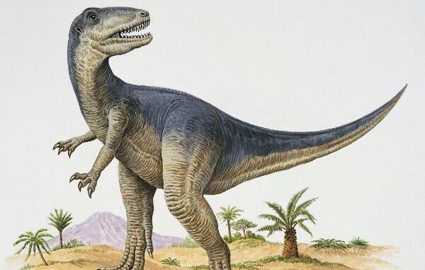 皮亚尼兹基龙：阿根廷中型恐龙（长4.3米/1.63亿年前）
