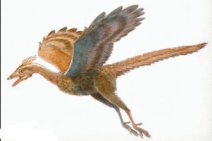 始祖鸟：侏罗纪带羽毛的恐龙（体长0.5米/德国出土）