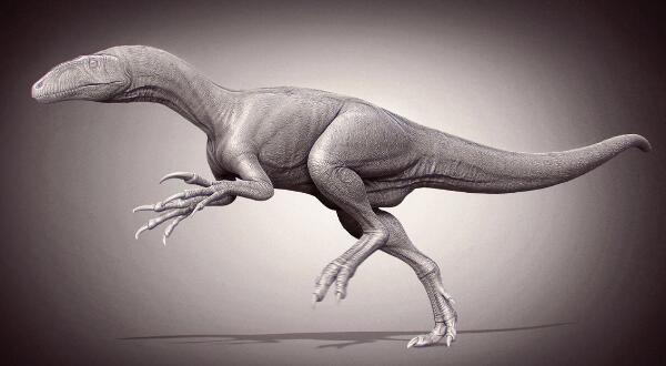 澳洲盗龙：最早的澳洲恐龙（长3米/距今1.68亿年前）