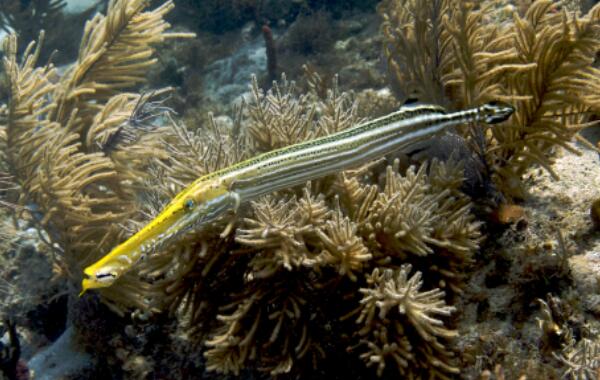 斑点管口鱼：世界上身体最奇特的鱼（身体像个软水管）